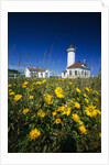 Wildflowers Blooming Near Lighthouse by Anonymous