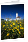 Wildflowers Blooming Near Lighthouse by Anonymous