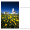 Wildflowers Blooming Near Lighthouse by Anonymous