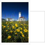 Wildflowers Blooming Near Lighthouse by Anonymous