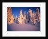 Snow Covering Evergreens by Anonymous