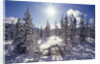 Sun Shining on Snow-Covered Trees by Anonymous