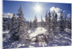 Sun Shining on Snow-Covered Trees by Anonymous