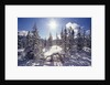 Sun Shining on Snow-Covered Trees by Anonymous