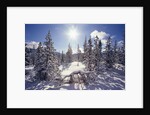 Sun Shining on Snow-Covered Trees by Anonymous