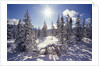 Sun Shining on Snow-Covered Trees by Anonymous