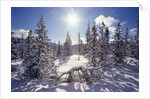 Sun Shining on Snow-Covered Trees by Anonymous