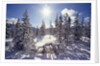 Sun Shining on Snow-Covered Trees by Anonymous