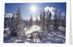 Sun Shining on Snow-Covered Trees by Anonymous