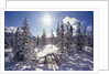 Sun Shining on Snow-Covered Trees by Anonymous