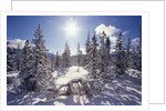 Sun Shining on Snow-Covered Trees by Anonymous