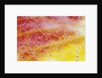 Dew Collecting on Spider Web by Anonymous
