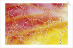 Dew Collecting on Spider Web by Anonymous