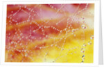 Dew Collecting on Spider Web by Anonymous