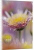 Dew Collecting on Flower Petals by Anonymous
