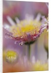 Dew Collecting on Flower Petals by Anonymous