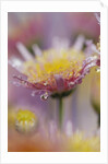 Dew Collecting on Flower Petals by Anonymous