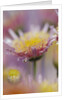 Dew Collecting on Flower Petals by Anonymous