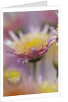 Dew Collecting on Flower Petals by Anonymous