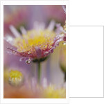 Dew Collecting on Flower Petals by Anonymous