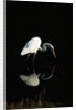Great Egret by Anonymous