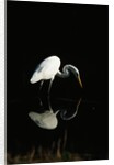 Great Egret by Anonymous