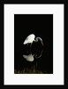 Great Egret by Anonymous