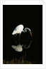 Great Egret by Anonymous