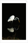 Great Egret by Anonymous