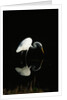 Great Egret by Anonymous