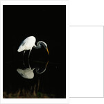 Great Egret by Anonymous