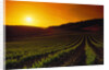 Vineyards at Sunset by Anonymous