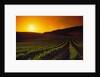 Vineyards at Sunset by Anonymous