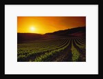 Vineyards at Sunset by Anonymous