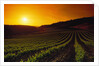 Vineyards at Sunset by Anonymous