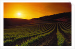 Vineyards at Sunset by Anonymous