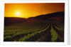 Vineyards at Sunset by Anonymous