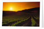 Vineyards at Sunset by Anonymous