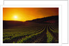 Vineyards at Sunset by Anonymous