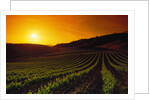 Vineyards at Sunset by Anonymous
