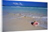 Conch Shell On Quiet Beach by Anonymous