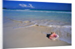 Conch Shell On Quiet Beach by Anonymous