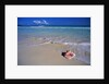 Conch Shell On Quiet Beach by Anonymous