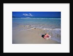 Conch Shell On Quiet Beach by Anonymous