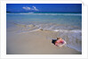 Conch Shell On Quiet Beach by Anonymous