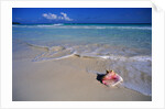 Conch Shell On Quiet Beach by Anonymous
