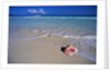 Conch Shell On Quiet Beach by Anonymous