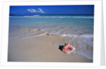 Conch Shell On Quiet Beach by Anonymous