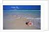 Conch Shell On Quiet Beach by Anonymous