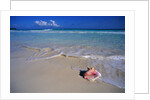 Conch Shell On Quiet Beach by Anonymous